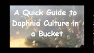 How to culture daphnia outside [upl. by Ycnaffit]