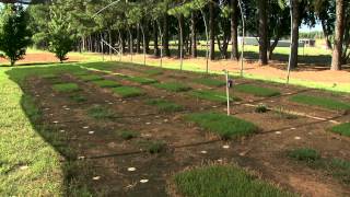 Shade Tolerant Bermudagrass [upl. by Fernanda]