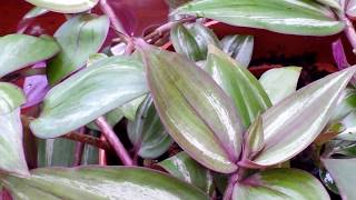 A Closer Look at TRADESCANTIA ZEBRINA  Spiderwort Wandering Jew [upl. by Fantasia]