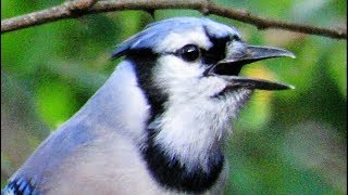 Exceptional Blue Jay Calls [upl. by Azal]