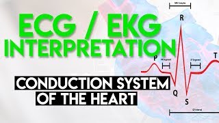 Electrical Conduction System of the Heart  ECG EKG Interpretation Part 1 [upl. by Adnaval]