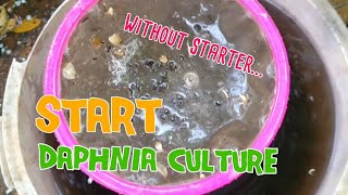 How to culture daphnia moina the easy way 1  Starting the Daphnia culture [upl. by Kinchen]