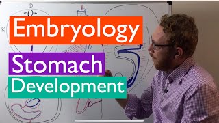 Stomach development  Embryology [upl. by Atinauq766]