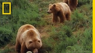 Mom Grizzly Teaches Her Cubs  National Geographic [upl. by Anigar]