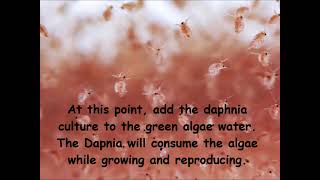 Daphnia  How to grow daphnia in your home [upl. by Rahm]