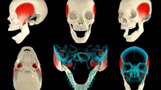 Muscles of Mastication 3D [upl. by Bellis]