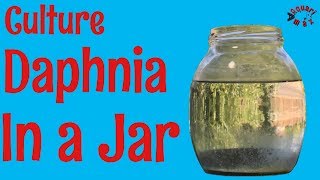 How to Culture Daphnia in a Jar [upl. by Ttezzil639]