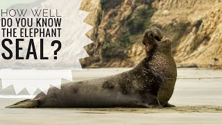 Elephant seal  Description Characteristics and Facts [upl. by Ruttger419]