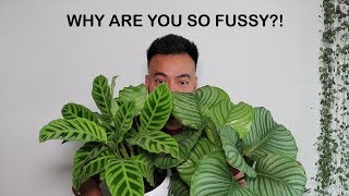 How To Care For Calathea  Houseplant Care Tips [upl. by Tai]