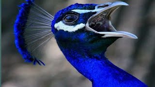 Peacock Sound Full HD Noises [upl. by Ulysses]