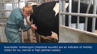 Abdominal examination in ruminants [upl. by Arit811]