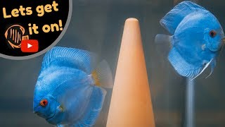 How to breed Discus  My breeding setup [upl. by Aenal1]