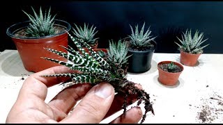 How to grow Zebra Plant Haworthia from cutting [upl. by Anastasie343]