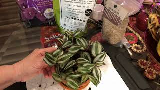 How to Prune your Wandering Jew and make it bushier [upl. by Enyrb]