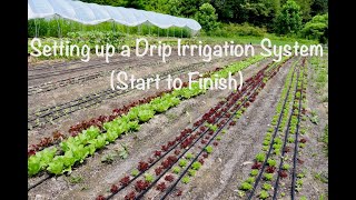 Setting up a Drip Irrigation System Start to Finish [upl. by Davis]