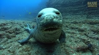 Hawaiian Monk Seals  JONATHAN BIRDS BLUE WORLD [upl. by Sholeen]