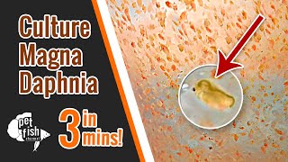 How to culture DAPHNIA MAGNA  The easy way [upl. by Hamlani990]