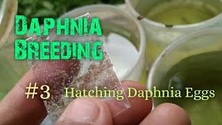 Daphnia Culture made simple and easy 3  Hatching Daphnia eggs [upl. by Oehsen]