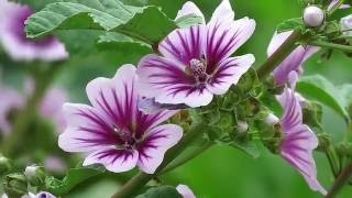 Common Mallow  Zebrina Cultivar Malva sylvestris [upl. by Araec12]