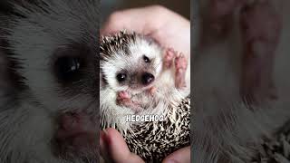 The Top 10 Cutest Animals on Earth [upl. by Wistrup309]