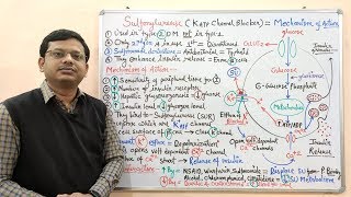 Diabetes Mellitus Part10 Mechanism of Action of Sulfonylurease  Antidiabetic Drugs  Diabetes [upl. by Akenet]