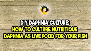 DIY Daphnia Culture How to Culture Nutritious Daphnia as Live Food for Your Fish [upl. by Airpal]