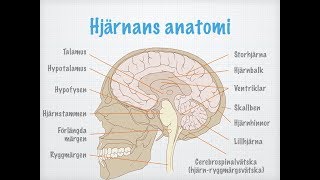 Centrala nervsystemets uppbyggnad och funktion [upl. by Trebmal]