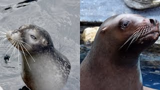 How To Tell The Difference Between Seals And Sea Lions [upl. by Aviv]