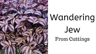 How to Propagate Wandering Jew from Cuttings  Tradescantia Zebrina [upl. by Luaped]