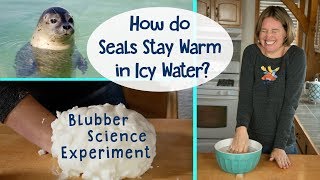 How Do Seals Stay Warm in Icy Water  Blubber Science Experiment [upl. by Brigida]