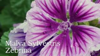 Malva Sylvestris Zebrina [upl. by Nirred]