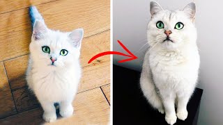 Kitten to Cat British Shorthair 12 weeks3 years [upl. by Ydnic]