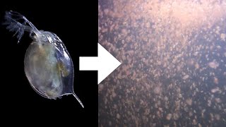 How I Culture Daphnia [upl. by Lia]