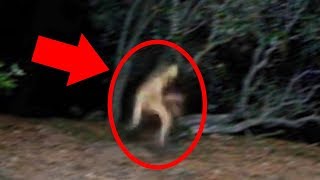 5 Mysterious Creatures Caught On Camera  Top 5 STRANGE Creatures [upl. by Winfield]