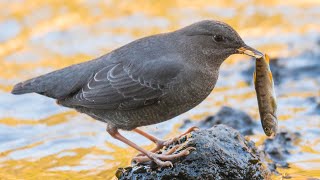 Dippers  A Most Unique Bird [upl. by Cosma]