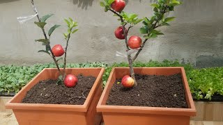 COMO TENER MANZANA EN MACETA Y ADELANTAR SU TIEMPO DE PRODUCION INJERTOS [upl. by Sessilu]