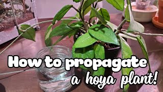 How To Propagate A Hoya  Water Propagation Method [upl. by Halet]