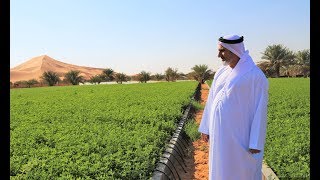 Agriculture in UAE deserts is possible and profitable [upl. by Alanna]