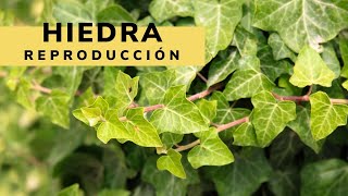 Reproducción y crecimiento de las hiedras  Bricomanía  Jardinatis [upl. by Frederico210]