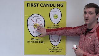 4H Embryology Day 7 Candling Classroom Presentation [upl. by Timoteo]