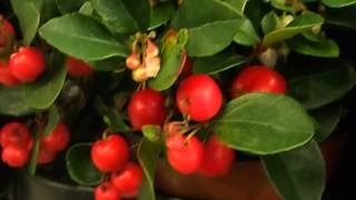 Gaultheria procumbens Big Berry [upl. by Aseyt]