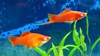 Swordtails care guide for beginners  swordtail gender breeding swordtails and swordtail fry care [upl. by Nekcarb]