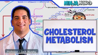 Metabolism  Cholesterol Metabolism [upl. by Berardo648]