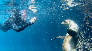 Snorkeling in the Galápagos Islands [upl. by Enneirdna]