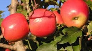 Como cultivar Manzana TvAgro por Juan Gonzalo Angel [upl. by Yelrak]