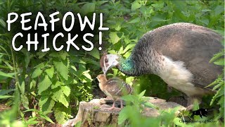 Peafowl Chicks Hatch at Brookfield Zoo [upl. by Eirellav]