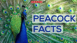 Interesting Facts About Peacocks And Peahens Or The Peafowls [upl. by Demitria]