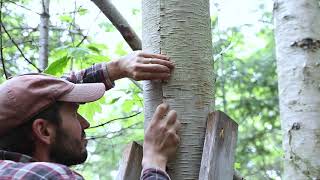 How to Harvest Birch bark Green Woodworking [upl. by Fillian]