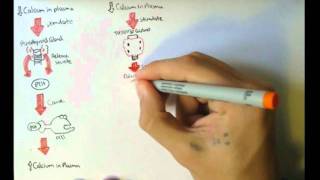 Bone Homeostasis Calcium and Phosphate Hormones [upl. by Dhiman]