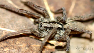 Spiders Creepy Mating Purr Recorded by Researchers [upl. by Fatsug]